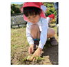 「玉ねぎ掘り」