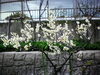 「梅の花、満開！！」
