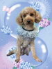 「Dog salon mofu mofu　余市町」