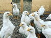 さくら「30日目のもみじ&さくら成長記【鶏舎を建築するなら悠々ファームへ】」