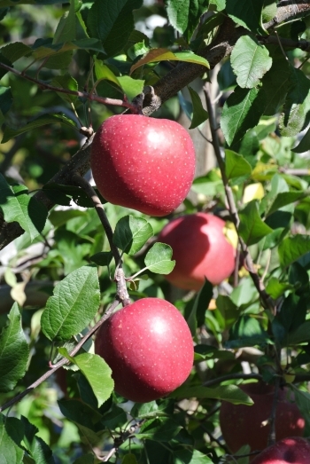 江刺りんごの代表「ふじ」「紅果園」