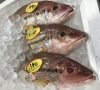 「魚魚市場鮮魚コーナーおすすめは「シマアジ」です♪」