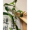 「花が咲きましたー☆　肩こり/腰痛/ヘッドマッサージ/完全個室/男性可」