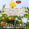 「🍊新鮮な産地直送❗🍊 『日本中に美味しい 愛媛をお届けしたい！』」