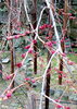 「和歌山城　桜情報」