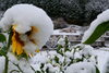 大きな綿帽子を被ったヒマワリ「初雪が降りました。ヒマワリが綿帽子を被りました。」