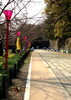 「和歌山城　桜情報」