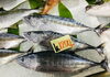 「魚魚市場鮮魚コーナーおすすめは「北海道産活ホタテ」です♪」