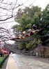 「和歌山城　桜情報」
