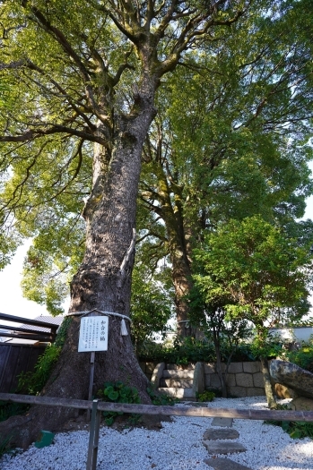 和合の樹「金陵山 西大寺観音院」