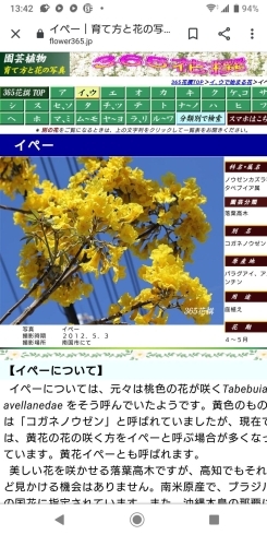 この花 これから好き誇ります 香山昇龍大観音のニュース まいぷれ 朝倉 うきは 筑前 東峰