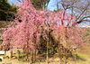 「和歌山城　桜情報」