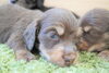 「ミニチュアダックス子犬情報」
