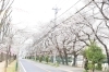 千葉の桜！ 2019年開花状況（2019年3月19日～4月4日） | お花見
