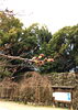 「和歌山城　桜情報」