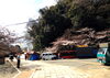 「和歌山城　桜情報」