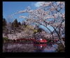 「茂原桜まつり　今日からライトアップ」