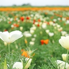 【2021年5月7日（金）撮影】鴻巣市内のポピー畑・バラまつり会場開花状況