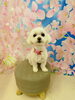 マルチーズ  モカちゃん🌺「🐶トリミングサロン🫧🛁～マルチーズ編～」