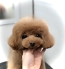 「スタイルチェンジ　(^｡^)」