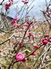 「本日の境内は梅の花が綺麗です！」