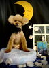 モカちゃん「お月さまとわんこ🌛＆サロン予約状況」