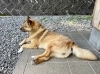 宿の看板犬、岳くん　帰るお客さんを見送ってくれます「ヘルパーのリフレッシ【一緒に働いてみませんか？】　鬼怒沼散策と奥鬼怒温泉＆グルメ　【白井市訪問介護・相談支援】」