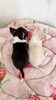キュートな背中　♡「チワワbabyちゃん」