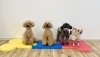 まるくん☆はぴちゃん☆ぷっかくん☆なぜか？米ちゃん「ましゅまろ幼稚園🐾　新入園児さん🐶」