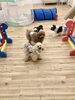 楽しいねっ「ましゅまろ幼稚園」