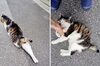 もっとなでてー「(ΦωΦ) ねこで癒される２ (=^・^=)　★英会話と体操のコラボ教室（堀切、お花茶屋、綾瀬、亀有、小菅）」