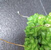 多肉も艶々で花をつけてくれました「かわいすぎる件」