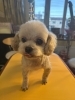 子犬と間違われまーす🐩🐩「ちっちゃい可愛い💕トイプードル🐩」