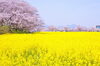 菜の花と桜「藤原宮跡の菜の花畑の近く【いちごの古都】さん✨の古都華スムージーが気になるので行ってきました🙌」