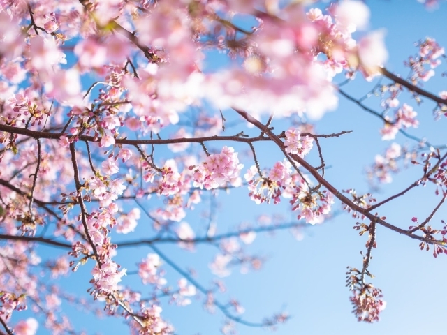 横浜市磯子区 金沢区でお花見するならココ おすすめの桜スポット まいぷれ 横浜市磯子区 金沢区