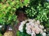 静岡市花屋 花仕事ヴェルデ お気に入り旬の花入荷情報 花仕事 ヴェルデのニュース まいぷれ 静岡市