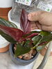 「植え替えてみた。」