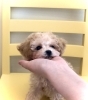 でこぽんくん「ご家族決まりました ٩(๑❛ᴗ❛๑)۶」