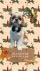 「Dog salon mofu mofu　余市町」