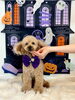 シュンくん「Happy Halloween 2026🎃」