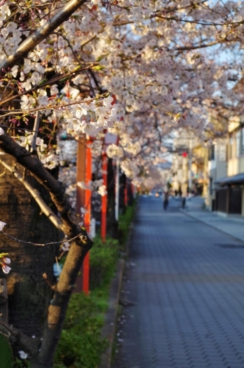 川端通の側道 団栗 五条間 ゆっくり桜を楽しむための穴場スポットno 15 京都 桜だより まいぷれ 京都市下京区 東山区