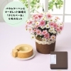 母の日特集】スタッフおすすめ！マーガレットの鉢植えとスイーツの