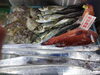 令和8年1月13日店内「📣本日のお魚情報🐟」