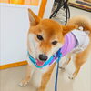 まるちゃん「今日のお友達」