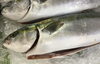 「魚魚市場鮮魚コーナーおすすめは「キンメダイ」です♪」