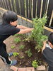 自分たちで育てる達成感❞「グループホームの庭でさやえんどうを収穫しました♪」