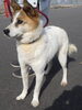 「【西条市小松町新屋敷甲付近】迷い犬を保護しています！（※国道11号線／三嶋神社近辺）」