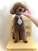 リボンちゃん　シニアさん「春です　ファイト」