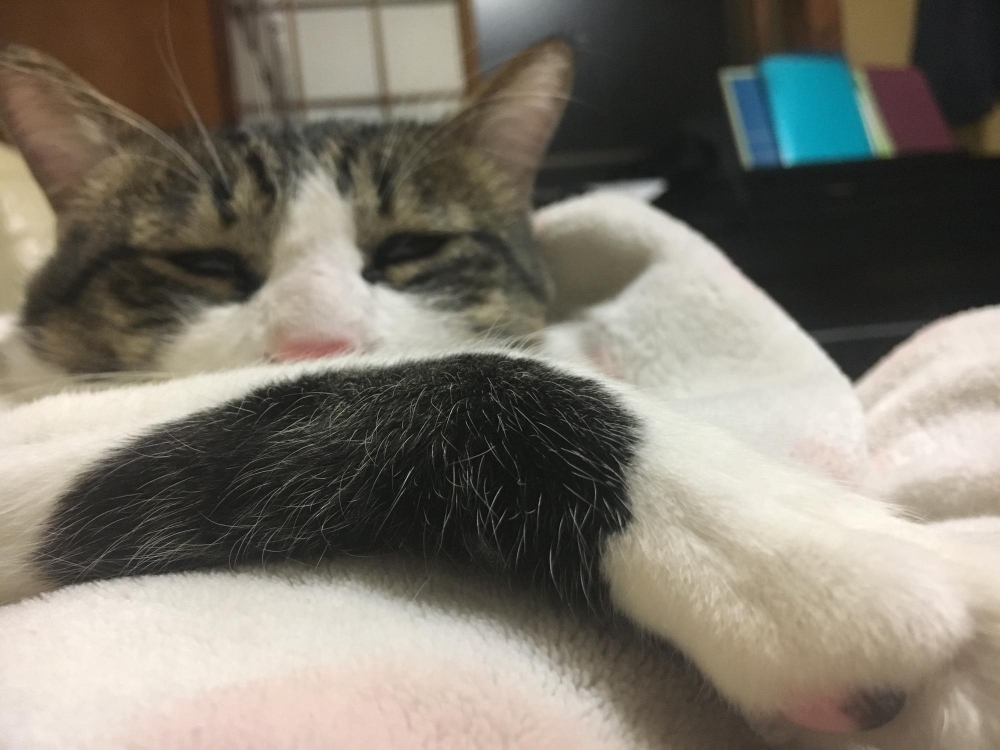 ぐでー うちのにゃんこ 写真投稿コーナー まいぷれ 佐世保 ぐでー うちのにゃんこ 写真投稿コーナー まいぷれ 佐世保