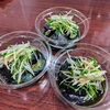 ナス煮浸し「５月10日お惣菜」
